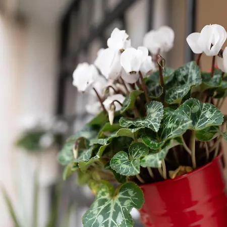 La Dolce - Metro Jonio Daire Roma